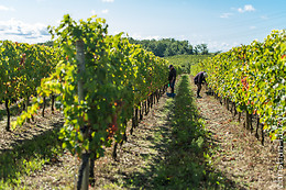 Cave des Vignerons de Saint-Sardos